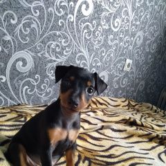 Подробнее об объявлении «Пропала собака кобель Самара» Фото: пропала собака  «Пропала собака кобель Самара» в г. Самара