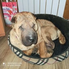 Подробнее об объявлении «Пропала собака Дмитров» Фото: пропала собака Шар-пей «Пропала собака Дмитров» в г. Дмитров