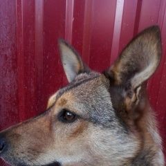 Подробнее об объявлении «Пропала собака Адлер» Фото: пропала собака  «Пропала собака Адлер» в г. Адлер