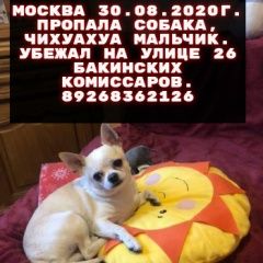 Подробнее об объявлении «Пропала собака кобель Москва» Фото: пропала собака Чихуахуа «Пропала собака кобель Москва» в г. Москва