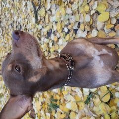 Подробнее об объявлении «Пропала собака кобель Санкт-Петербург» Фото: пропала собака Той-терьер «Пропала собака кобель Санкт-Петербург» в г. Санкт-Петербург