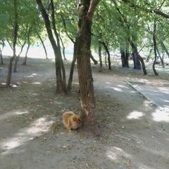 Подробнее об объявлении «Анапа Пропала собака» Фото: пропала собака Немецкий шпиц «Анапа Пропала собака» в г. Анапа