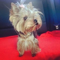 Подробнее об объявлении «Пропала собака Королев» Фото: пропала собака Йоркширский терьер «Пропала собака Королев» в г. Королев