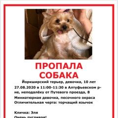 Подробнее об объявлении «Пропала собака Москва» Фото: пропала собака Йоркширский терьер «Пропала собака Москва» в г. Москва