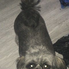 Подробнее об объявлении «Пропала собака Нарофоминск» Фото: пропала собака  «Пропала собака Нарофоминск» в г. Нарофоминск