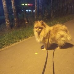 Подробнее об объявлении «Казань Пропала собака шпиц рыжего окраса» Фото: пропала собака Немецкий шпиц «Казань Пропала собака шпиц рыжего окраса» в г. Казань