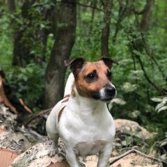 Подробнее об объявлении «Подольск Пропала собака зовут майк, 5 лет дружелюбный, упитанн» Фото: пропала собака Джек рассел терьер «Подольск Пропала собака зовут майк, 5 лет...» в г. Подольск