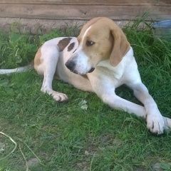 Подробнее об объявлении «Пропала собака кобель Дмитров» Фото: пропала собака Фокстерьер «Пропала собака кобель Дмитров» в г. Дмитров