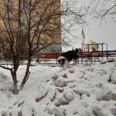 Подробнее об объявлении «Пропала собака Кемерово» Фото: пропала собака  «Пропала собака Кемерово» в г. Кемерово