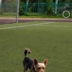 Подробнее об объявлении «Пропала собака кобель Санкт-Петербург» Фото: пропала собака Йоркширский терьер «Пропала собака кобель Санкт-Петербург» в г. Санкт-Петербург