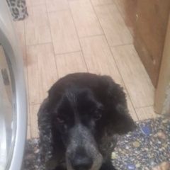 Подробнее об объявлении «Пропала собака кобель русский спаниель Адлер» Фото: пропала собака Русский охотничий спаниель «Пропала собака кобель русский спаниель Адлер» в г. Адлер