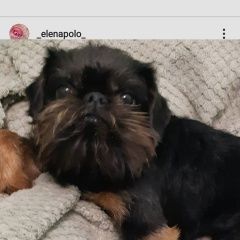 Подробнее об объявлении «Пропала собака кобель бельгийский грифон бэстик Санкт-Петербург» Фото: пропала собака Пти-брабансон «Пропала собака кобель бельгийский грифон бэстик...» в г. Санкт-Петербург