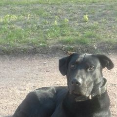 Подробнее об объявлении «Пропала собака кобель Петродворец» Фото: пропала собака Лабрадор ретривер «Пропала собака кобель Петродворец» в г. Петродворец