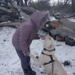 Подробнее об объявлении «Пропала собака кобель белый алабай Болохово» Фото: пропала собака Среднеазиатская овчарка «Пропала собака кобель белый алабай Болохово» в г. Болохово