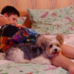 Подробнее об объявлении «Алупка Пропала собака кобель» Фото: пропала собака  «Алупка Пропала собака кобель» в г. Алупка