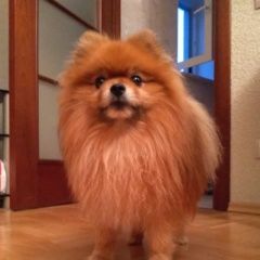 Подробнее об объявлении «Пропала собака кобель мальчик померанский шпиц  Санкт-Петербург» Фото: пропала собака  «Пропала собака кобель мальчик померанский шпиц...» в г. Санкт-Петербург