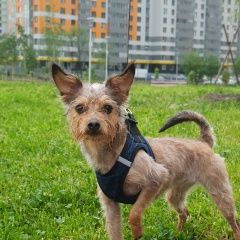 Подробнее об объявлении «Владивосток Пропала собака вторая речка, кличка пеппи» Фото: пропала собака  «Владивосток Пропала собака вторая речка, кличка...» в г. Владивосток