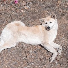 Подробнее об объявлении «Чита Пропала собака акита ину» Фото: пропала собака Акита-ину «Чита Пропала собака акита ину» в г. Чита
