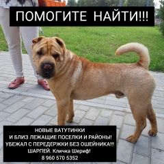Подробнее об объявлении «Пропала собака кобель срочно рыжий шарпей Троицк» Фото: пропала собака Шар-пей «Пропала собака кобель срочно рыжий шарпей Троицк» в г. Троицк