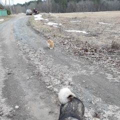 Подробнее об объявлении «Пропала собака в районе деревни лаптовицы Гдов» Фото: пропала собака Западно-сибирская лайка «Пропала собака в районе деревни лаптовицы Гдов» в г. Гдов