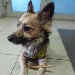 Подробнее об объявлении «Волгоград Пропала собака кобель..г. маленький пёсик.» Фото: пропала собака  «Волгоград Пропала собака кобель..г. маленький...» в г. Волгоград