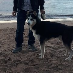 Подробнее об объявлении «Пропала собака кобель Санкт-Петербург» Фото: пропала собака  «Пропала собака кобель Санкт-Петербург» в г. Санкт-Петербург