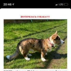Подробнее об объявлении «Пропала собака Москва» Фото: пропала собака Вельш корги «Пропала собака Москва» в г. Москва