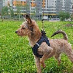 Подробнее об объявлении «Владивосток Пропала собака  вторая речка» Фото: пропала собака  «Владивосток Пропала собака  вторая речка» в г. Владивосток