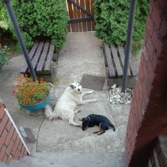 Подробнее об объявлении «Пропала собака кобель ягдтерьер Смоленск» Фото: пропала собака Ягд-терьер «Пропала собака кобель ягдтерьер Смоленск» в г. Смоленск