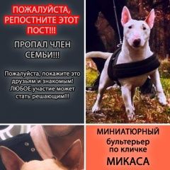 Подробнее об объявлении «Пропала собака миниатюрный бультерьер по кличке микаса Москва» Фото: пропала собака Бультерьер «Пропала собака миниатюрный бультерьер по кличке...» в г. Москва