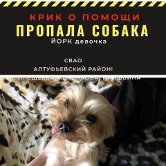 Подробнее об объявлении «Пропала собака Москва» Фото: пропала собака Йоркширский терьер «Пропала собака Москва» в г. Москва