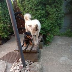 Подробнее об объявлении «Пропала собака кобель щенок ягдтерьра. Смоленск» Фото: пропала собака Ягд-терьер «Пропала собака кобель щенок ягдтерьра. Смоленск» в г. Смоленск