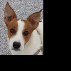 Подробнее об объявлении «Пропала собака кобель джек рассел Санкт-Петербург» Фото: пропала собака Джек рассел терьер «Пропала собака кобель джек рассел Санкт-Петербург» в г. Санкт-Петербург