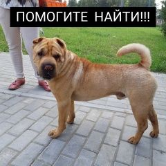 Подробнее об объявлении «Пропала собака кобель шарпей  Москва» Фото: пропала собака Шар-пей «Пропала собака кобель шарпей  Москва» в г. Москва