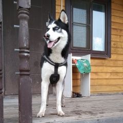 Подробнее об объявлении «Пропала собака кобель хаски кличка джек Санкт-Петербург» Фото: пропала собака Сибирская хаски «Пропала собака кобель хаски кличка джек...» в г. Санкт-Петербург