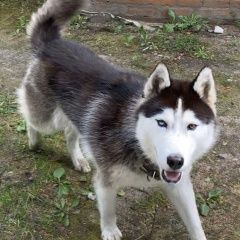 Подробнее об объявлении «Пропала собака кобель хаски Орехово-Зуево» Фото: пропала собака Сибирская хаски «Пропала собака кобель хаски Орехово-Зуево» в г. Орехово-Зуево