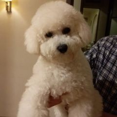 Подробнее об объявлении «Пропала собака кобель пожалуйста Симферополь» Фото: пропала собака Бишон-фриз «Пропала собака кобель пожалуйста Симферополь» в г. Симферополь