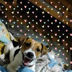 Подробнее об объявлении «Геленджик Пропала собака девочка джек рассел» Фото: пропала собака Джек рассел терьер «Геленджик Пропала собака девочка джек рассел» в г. Геленджик