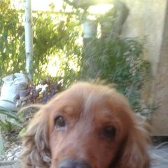 Подробнее об объявлении «Геленджик Пропала собака кобель английский кокер спаниель» Фото: пропала собака Английский кокер-спаниель «Геленджик Пропала собака кобель английский...» в г. Геленджик