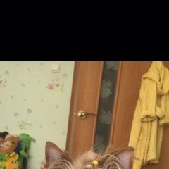 Подробнее об объявлении «Тюмень Пропала собака» Фото: пропала собака Йоркширский терьер «Тюмень Пропала собака» в г. Тюмень