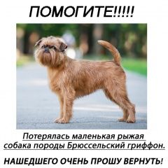 Подробнее об объявлении «Ростов-на-Дону Пропала собака» Фото: пропала собака Брюссельский гриффон «Ростов-на-Дону Пропала собака» в г. Ростов-на-Дону
