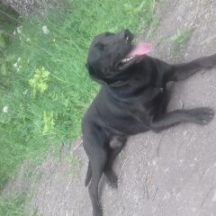 Подробнее об объявлении «Пропала собака кобель метис лабрадора Санкт-Петербург» Фото: пропала собака Лабрадор ретривер «Пропала собака кобель метис лабрадора...» в г. Санкт-Петербург