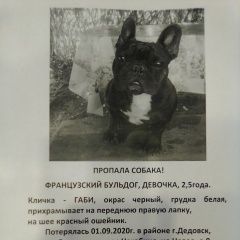 Подробнее об объявлении «Нахабино Пропала собака срочно» Фото: пропала собака Французский бульдог «Нахабино Пропала собака срочно» в г. Нахабино