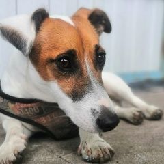 Подробнее об объявлении «Пропала собака кобель Воронеж» Фото: пропала собака Джек рассел терьер «Пропала собака кобель Воронеж» в г. Воронеж