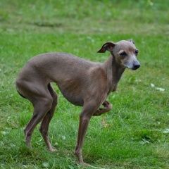 Подробнее об объявлении «Пропала собака левретка джессика Санкт-Петербург» Фото: пропала собака Левретка «Пропала собака левретка джессика Санкт-Петербург» в г. Санкт-Петербург