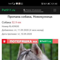 Подробнее об объявлении «Пропала собака кобель Новокузнецк» Фото: пропала собака Сибирская хаски «Пропала собака кобель Новокузнецк» в г. Новокузнецк