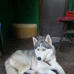 Подробнее об объявлении «Пропала собака кобель убежал и не вернулся Самара» Фото: пропала собака Сибирская хаски «Пропала собака кобель убежал и не вернулся Самара» в г. Самара