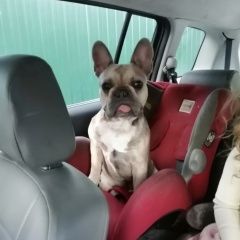 Подробнее об объявлении «Пропала собака кобель Санкт-Петербург» Фото: пропала собака Французский бульдог «Пропала собака кобель Санкт-Петербург» в г. Санкт-Петербург