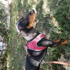 Подробнее об объявлении «Пропала собака такса.. Самара» Фото: пропала собака Такса «Пропала собака такса.. Самара» в г. Самара