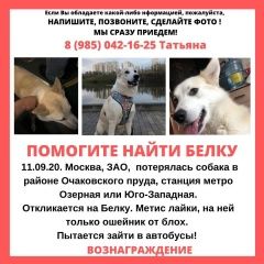 Подробнее об объявлении «Пропала собака Москва» Фото: пропала собака  «Пропала собака Москва» в г. Москва